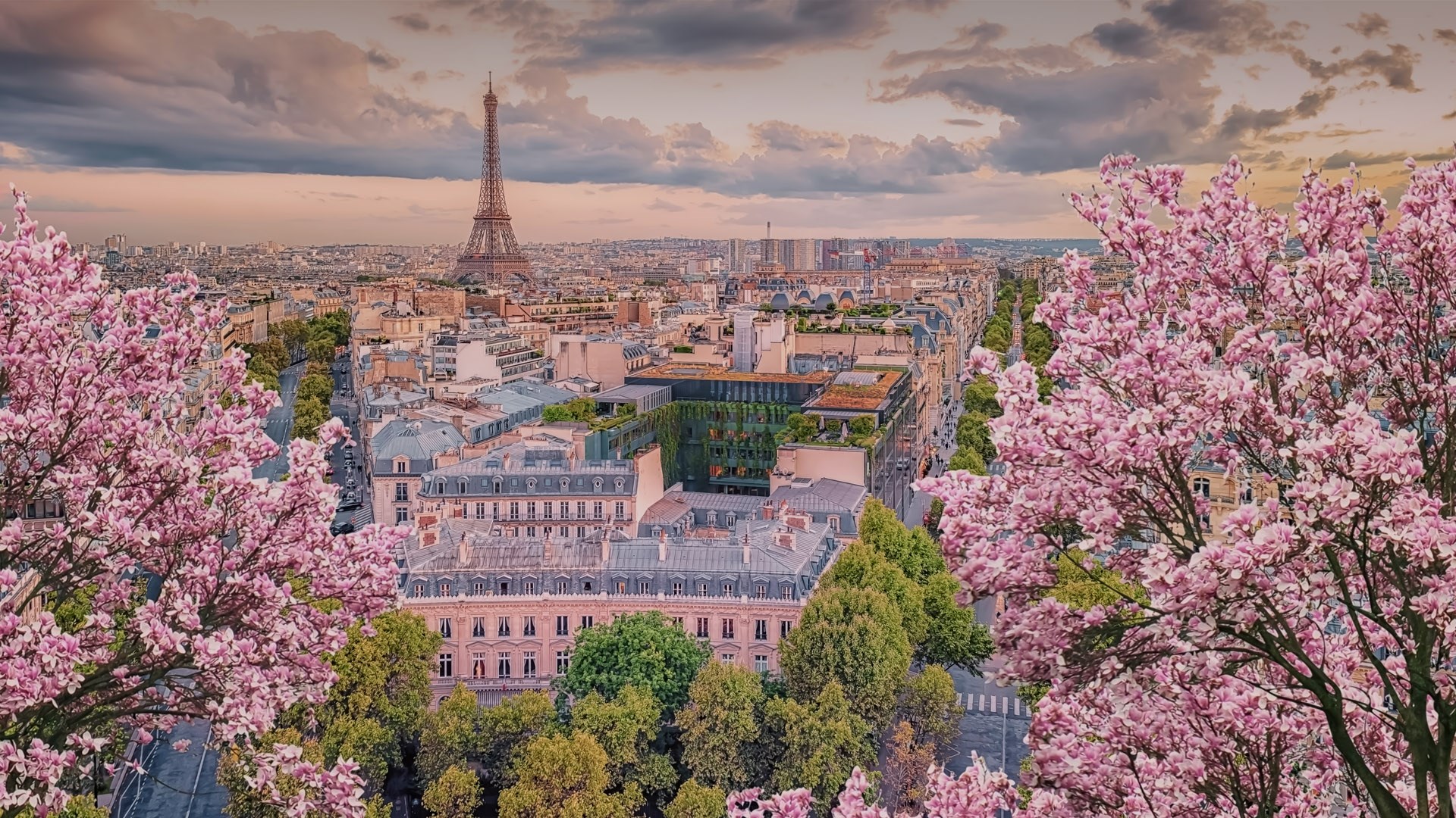 测试发布技术支持资料花海,粉红色