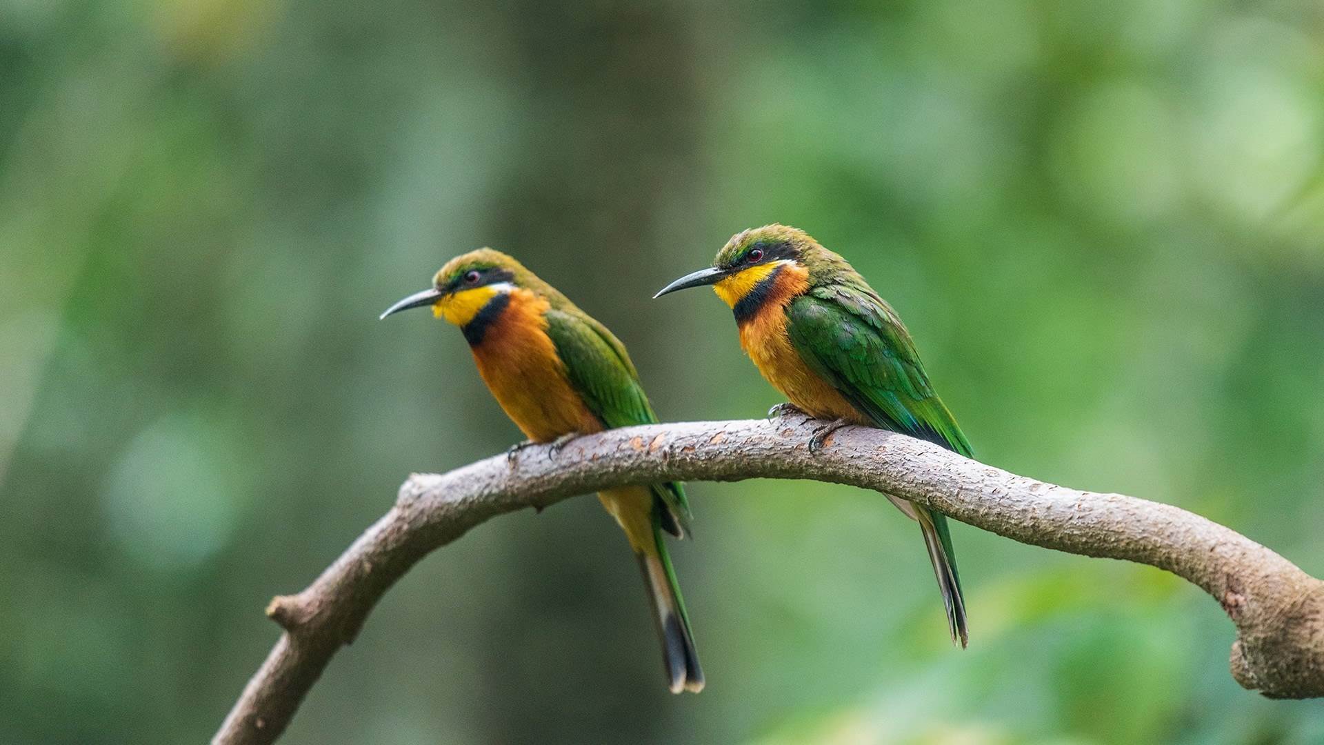 设备规格书-二只小鸟